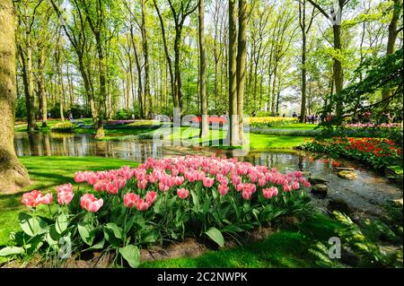 Fleurs de jardins de Keukenhof à Lisse, Pays Bas Banque D'Images