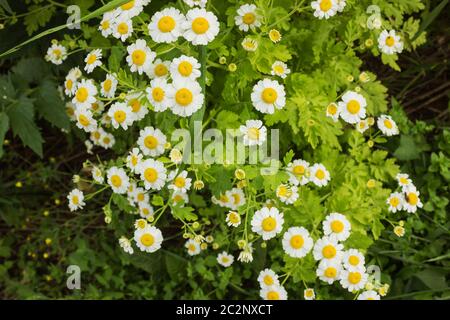 Chrysanthèmes avec petites fleurs blanches Banque D'Images