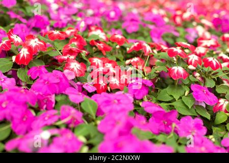 Les fleurs pétunia pourpres et rouges rapprochent l'arrière-plan Banque D'Images