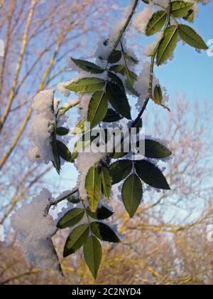 Un chien suspendu rose (Rosa canina) branche avec de la neige s'est installé dessus. Arbres sans feuilles et ciel bleu comme arrière-plan. Banque D'Images