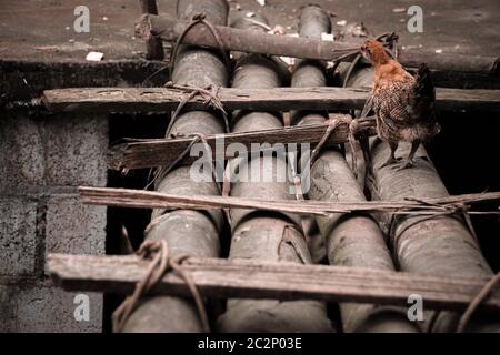 Poulet libre de gamme errant autour du village de bac son, Vietnam montrant la vie rurale, la culture et la tradition Banque D'Images