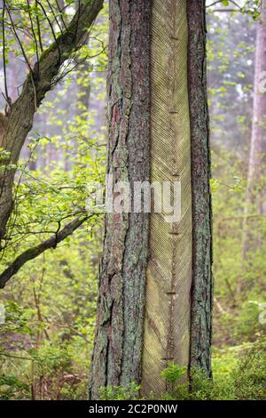 Forêt Darss 001. Fischland Darss Zingst. Allemagne Banque D'Images