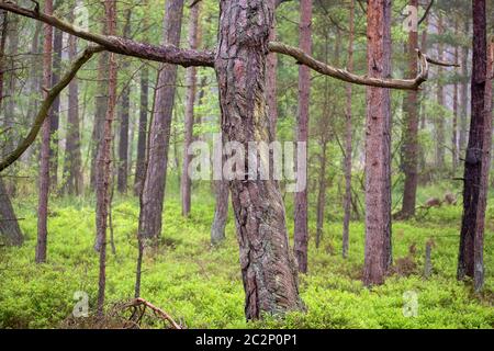 Forêt Darss 002. Fischland Darss Zingst. Allemagne Banque D'Images