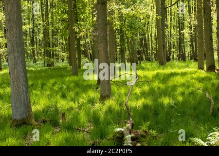 Forêt Darss 003. Fischland Darss Zingst. Allemagne Banque D'Images