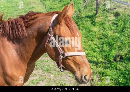 Portrait d'un cheval brun avec bride dans un pré vert Banque D'Images