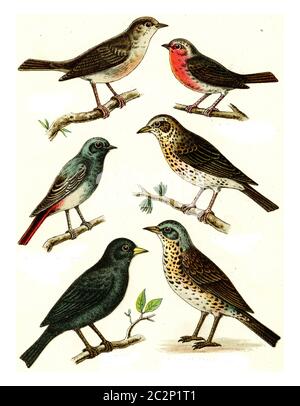 Nightingale, Robin, Black Redstart, Song Grush, Blackbird, Fieldfare, illustration gravée d'époque. De l'Atlas des oiseaux de Deutch d'Europe. Banque D'Images