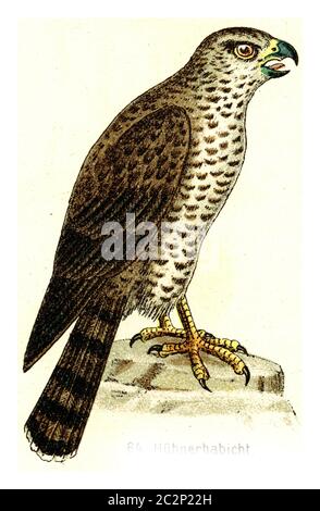 Northern Gooshawk, illustration gravée d'époque. De l'Atlas des oiseaux de Deutch d'Europe. Banque D'Images