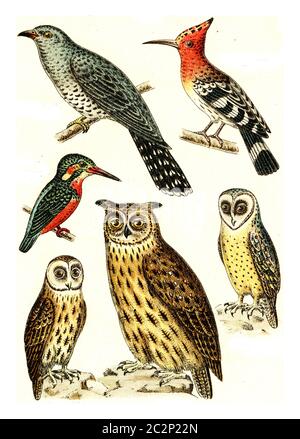 Cuckoo, Hoopoe, Kingfisher, Barn Owl, Brown Owl, Eagle Owl, illustration gravée d'époque. De l'Atlas des oiseaux de Deutch d'Europe. Banque D'Images