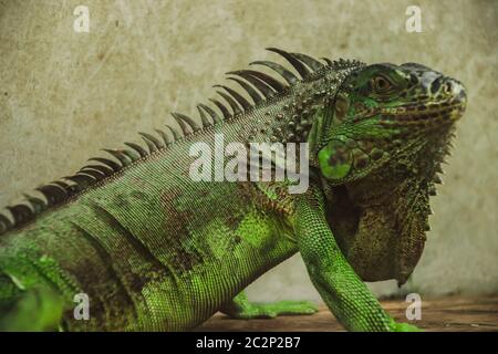 Iguana vert ou iguana américain vendu comme animal exotique Dans le marché du week-end de Chatuchak à Bangkok en Thaïlande Banque D'Images