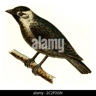 Jackdaw, illustration gravée vintage. De l'Atlas des oiseaux de Deutch d'Europe. Banque D'Images