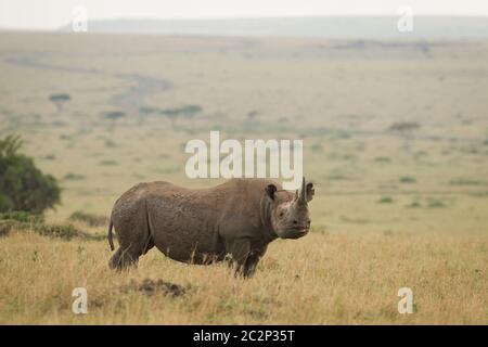 Un rhinocéros noir adulte avec un côté glorin debout dans la savane de Masai Mara au Kenya Banque D'Images