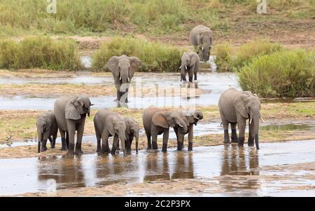 Troupeau d'éléphants composé d'éléphants femelles et d'éléphants juvéniles se tenant au bord de l'eau potable dans le parc Kruger en Afrique du Sud Banque D'Images