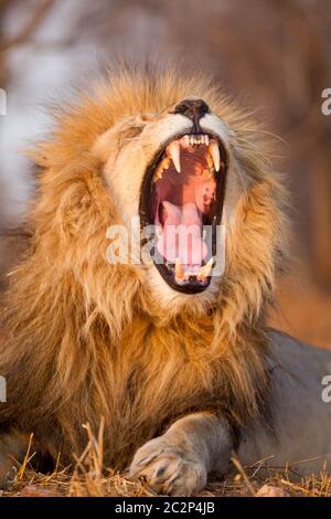 Portrait vertical d'un lion mâle ébarde montrant des dents dans la lumière dorée de l'après-midi à Kruger Park en Afrique du Sud Banque D'Images