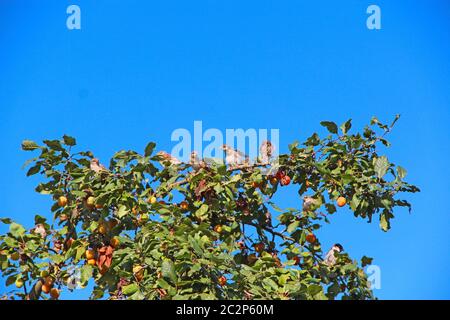 Arrangée assise sur un prunier entre les branches et les fruits. Oiseaux parmi les prunes mûres sur l'arbre Banque D'Images