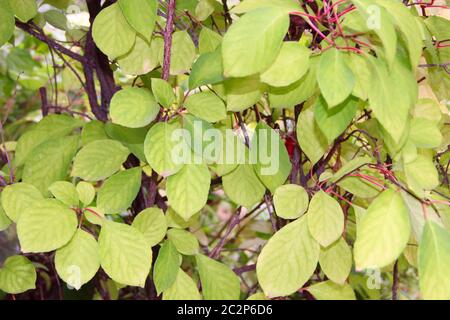 Schizandra branches sur liana. Feuilles vertes de schisandra sur les branches. Schisandra épaisets sans fr Banque D'Images