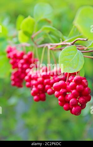 Récolte de plantes utiles. Le schizandra rouge est accroché à la branche verte. Schizandra chinensis plante avec fr Banque D'Images