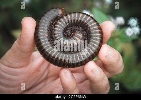 Tenant un millipede asiatique géant ou Thyropygus spirobolinae sp, montrant le concept de la bonté, de l'harmonie avec la nature et de l'environnementalisme Banque D'Images