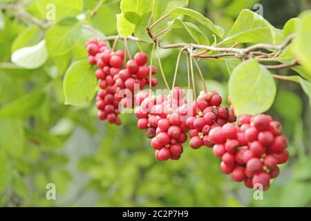 Fruits rouges de schisandra croissant sur branche en rangée. Grappes de schizandra mûres. Récolte de plantes utiles Banque D'Images