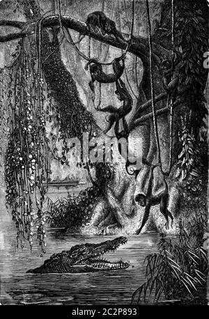 Le singe araignée. Attendre les Gators bon moment pour prendre la dernière, vintage engraved illustration. Journal des voyages, Journal de voyage, (1880-1881). Banque D'Images