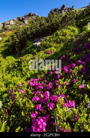 Rose rose fleurs rhododendrons sur pente de montagne d'été Banque D'Images