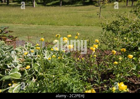 Floraison estivale plante chinoise brillante jaune Globeflower (Trollius chinensis) poussant dans un jardin rural de campagne à Devon, Angleterre, Royaume-Uni Banque D'Images