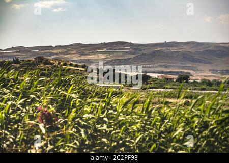 Paysage rural sicilien vallonné pendant la période estivale à Marina di Butera Banque D'Images