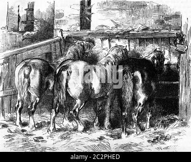 Chevaux Percheron dans l'illustration stable, vintage gravée. Magasin Pittoresque 1857. Banque D'Images