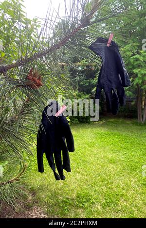 Des gants médicaux noirs usagés sont suspendus sur une branche. Concept - respirer librement. Banque D'Images