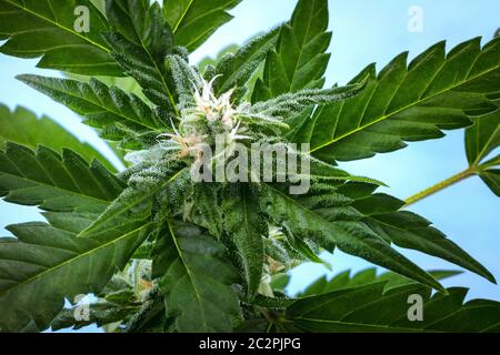 Une floraison cannabis bud juste avant la récolte, une macro photo, avec stigmates jaune et blanc sur les feuilles, les trichomes un close-up shot Banque D'Images