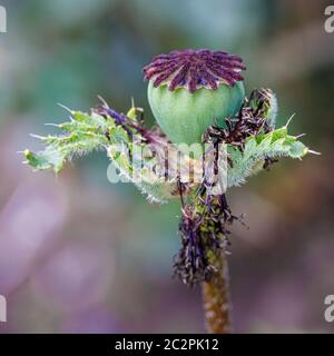 tête de fleur en décoloration d'un pavot Banque D'Images