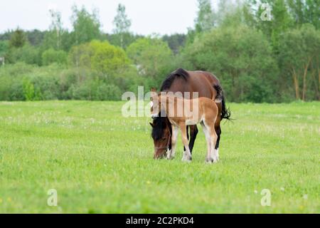 Un cheval de baie avec un foal dans un champ sur un pâturage. Banque D'Images