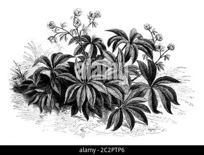 Héliport oriental, illustration gravée d'époque. Magasin Pittoresque 1852. Banque D'Images