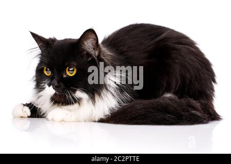 Un chaton en fourrure se trouve et regarde à gauche. Un chat en colère sur fond blanc. Affiche pour les magasins d'animaux de compagnie Banque D'Images