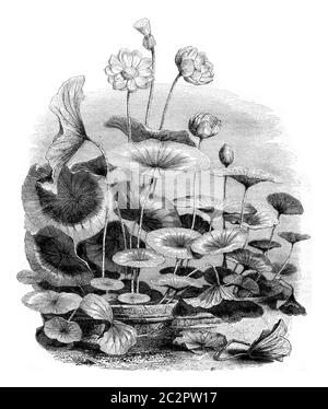 Nelumbo nucifera, illustration gravée d'époque. Magasin Pittoresque 1852. Banque D'Images