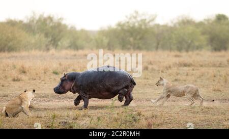 Deux lionnes chassant un grand hippopotame dans la savane de Masai Mara au Kenya Banque D'Images