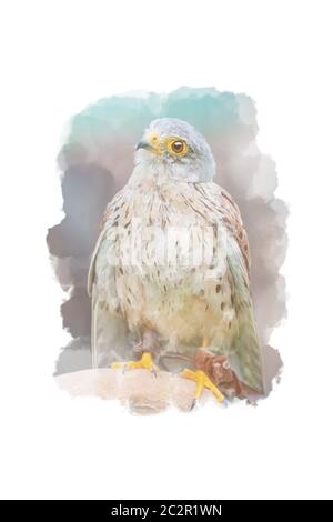 Dessin numérique (aquarelle) de kestrel commun Banque D'Images