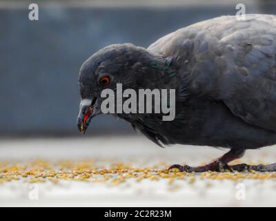 pigeon mangeant des grains sur le toit