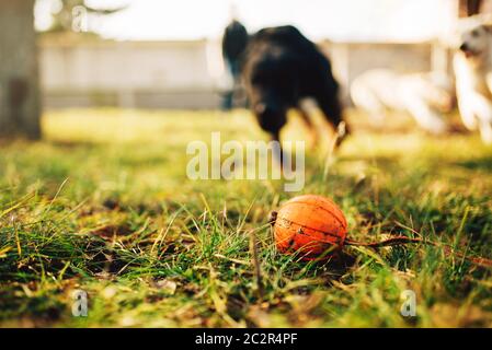 Watch dog trouve une balle, la formation à l'extérieur. Sniffer de la recherche d'un jouet sur aire Banque D'Images