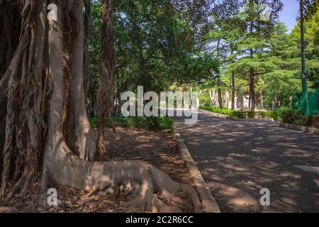 Ficus macrophylla plante commune dans les régions du nord de la Sicile Banque D'Images