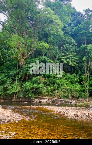 Dans la jungle de la rivière forêt tropicale. Le parc national de Taman Negara, Malaisie Banque D'Images