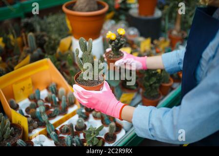 Jardinier féminin en gants et tablier tient des fleurs à la maison, boutique pour le jardinage. Femme vend des plantes dans le magasin de fleuriste, vendeur Banque D'Images