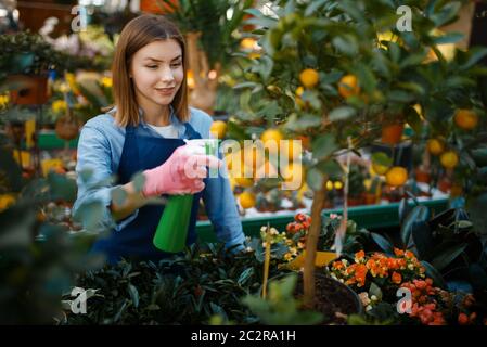 Jardinier féminin en gants et tablier, vente de fleurs à la maison, boutique pour le jardinage. Femme vend des plantes dans le magasin de fleuriste, vendeur Banque D'Images