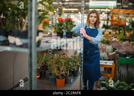 Jardinier féminin en gants et tablier, vente de fleurs à la maison, boutique de jardinage. Femme vend des plantes dans le magasin de fleuriste, vendeur Banque D'Images