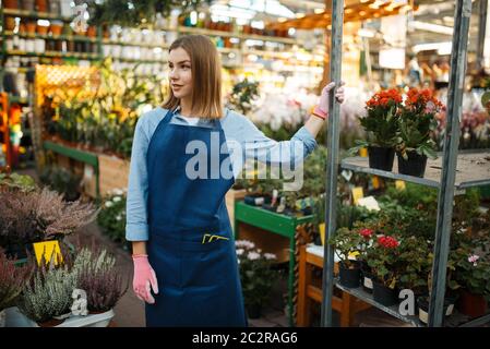 Jardinier féminin en gants et tablier, vente de fleurs à la maison, boutique de jardinage. Femme vend des plantes dans le magasin de fleuriste, vendeur Banque D'Images