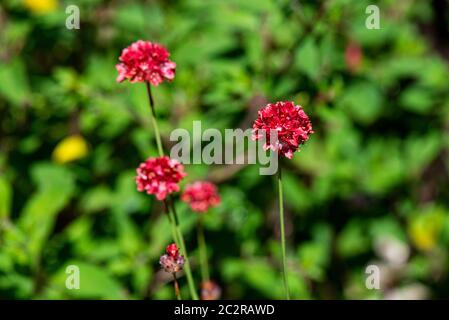 Les fleurs d'un grand thrift 'Ballerina Red' (Armeria pseudarmeria 'Ballerina Red') Banque D'Images