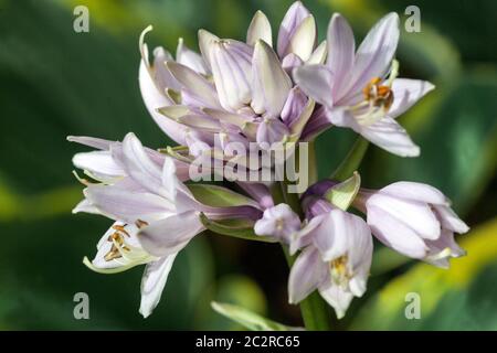 Fleur bouton ouverture fleurs hosta Banque D'Images