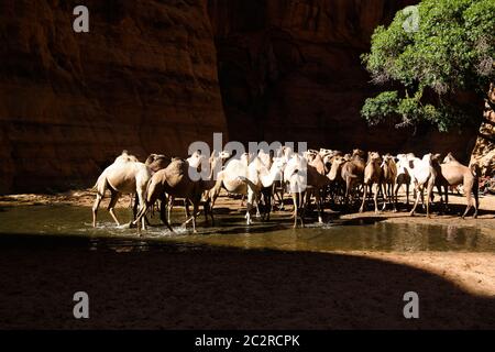 Portrait de drinking chameaux dans le canyon aka guelta Bachikele, Ennedi est, Tchad Banque D'Images