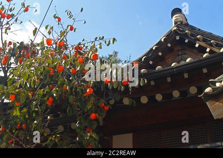La pagode et les persimmons orange à Séoul Banque D'Images