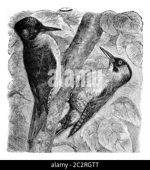 Le pic vert, illustration gravée vintage. De Deutch Vogel Teaching in Zoologie. Banque D'Images