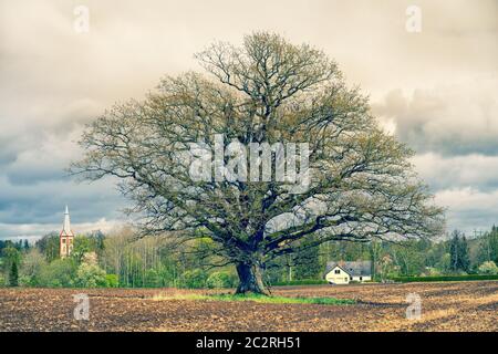 Un vieux chêne puissant sans feuilles se tient dans un champ labouré au printemps. Sur fond de forêt verte et de maisons rurales. Lettonie Banque D'Images